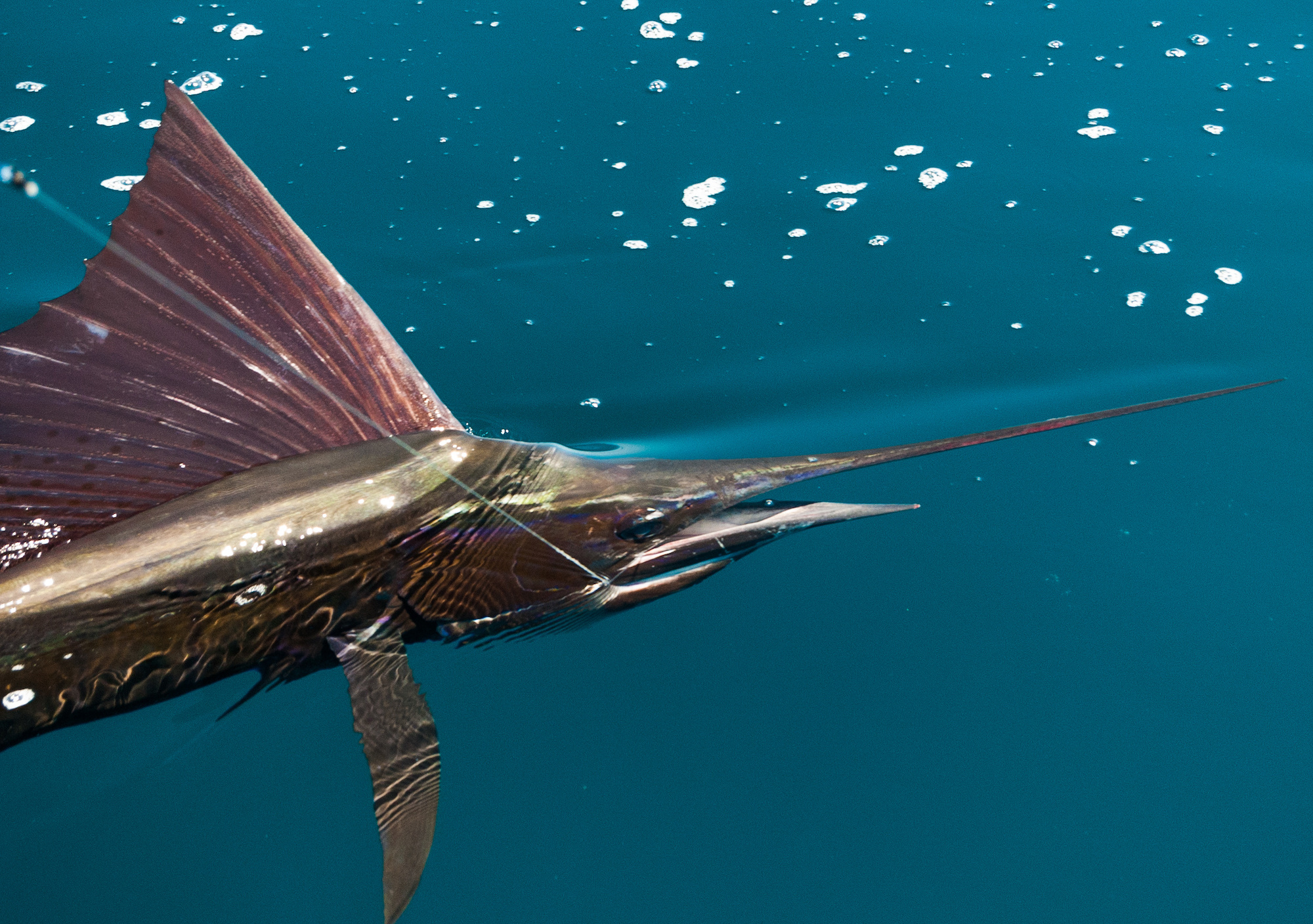 sailfish vs swordfish 10