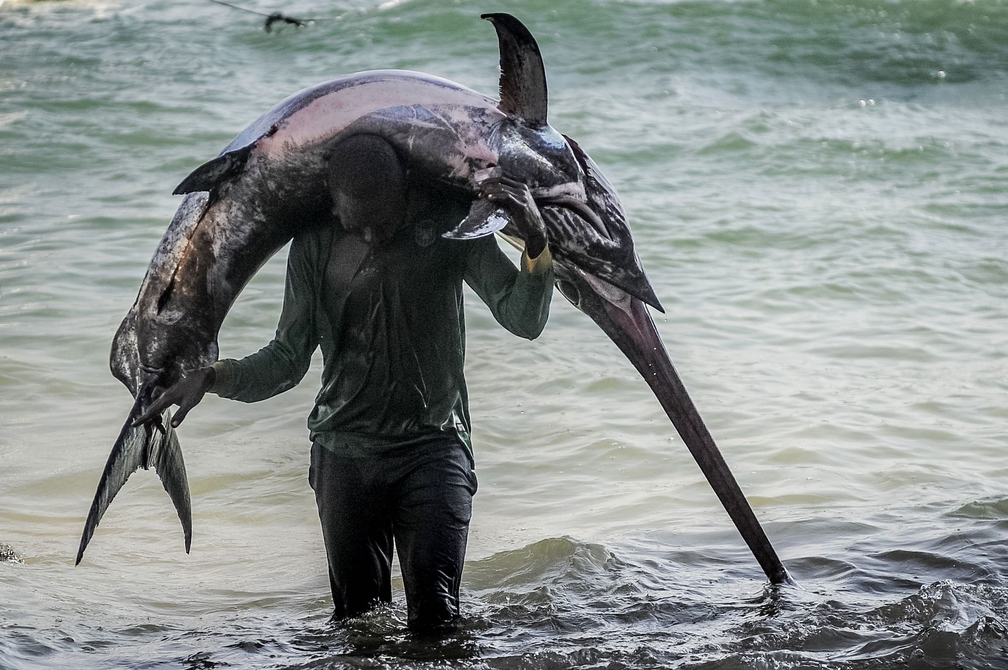 sailfish vs swordfish 4 Sailfish vs Swordfish: An Angler’s Guide