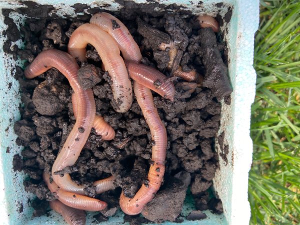  garden worms