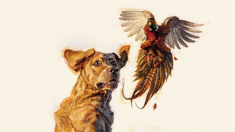 A pheasant flushing ahead of a yellow Lab