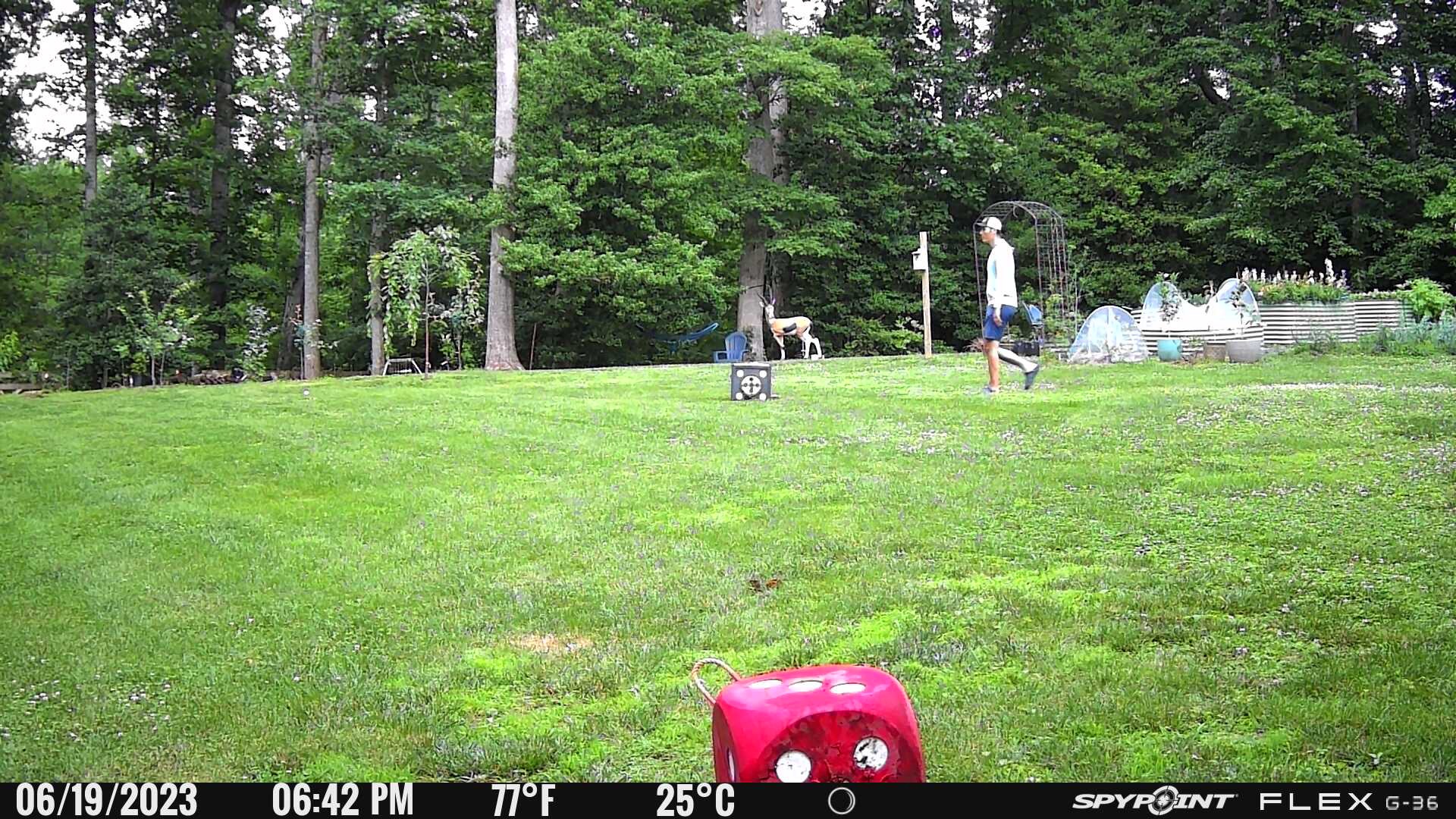 The author conducts the walkthrough test on this cellular trail camera during the day.