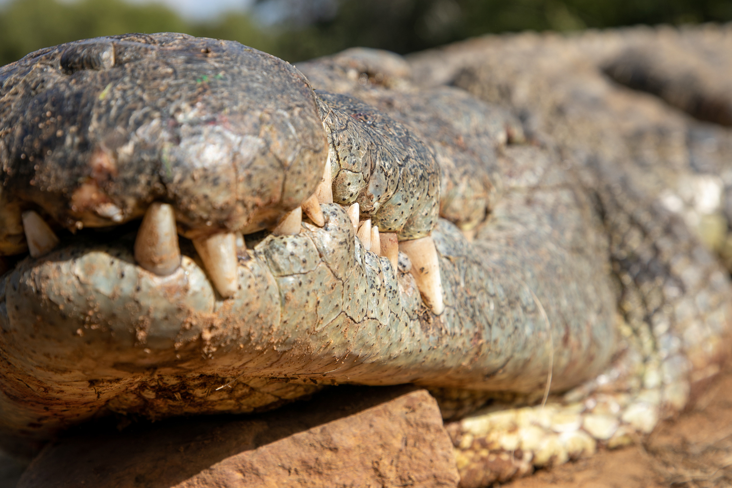 Hunting the Nile Crocodile, the Very Picture of Death | Outdoor Life