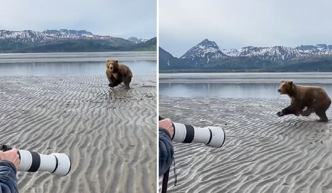 Grizzly Bear Charges At Guided Alaskan Tour in Harrowing Video - Men's  Journal