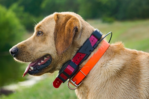 The 7 Best Dog Harnesses of 2023, Tested and Reviewed