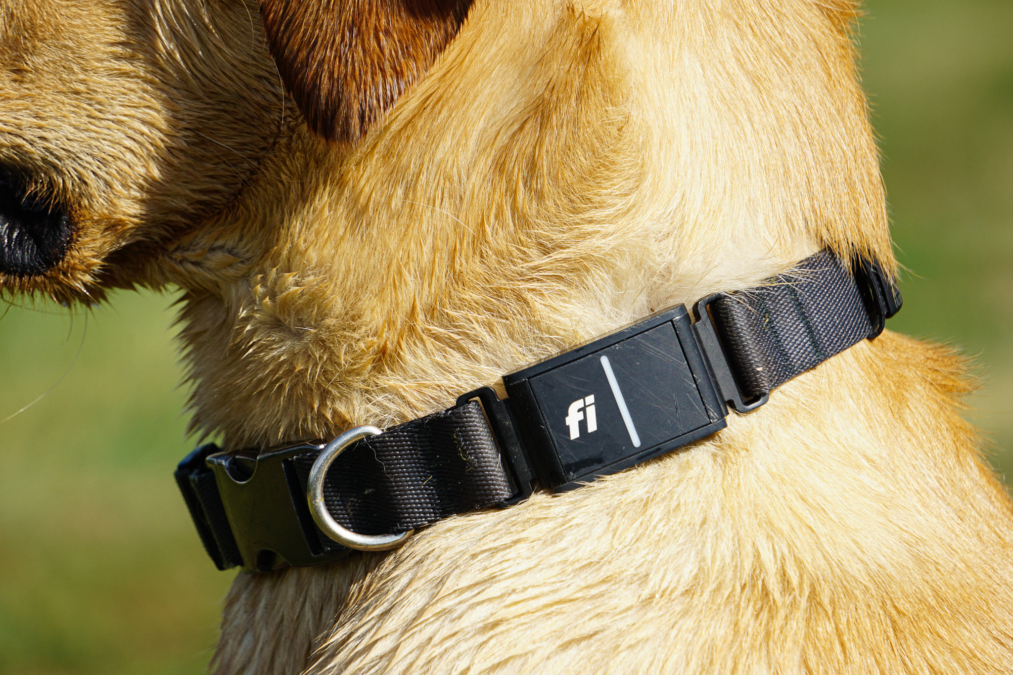 SportDOG Brand Add-A-Dog Collar for TEK Series 1.0 GPS Tracking and E- –  Shop Blue Dog Canada