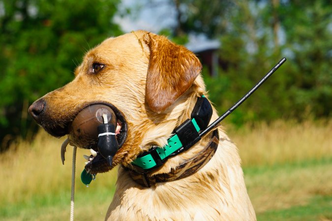 The best value gps dog collar the Sport Dog TEK 1.5 LT.