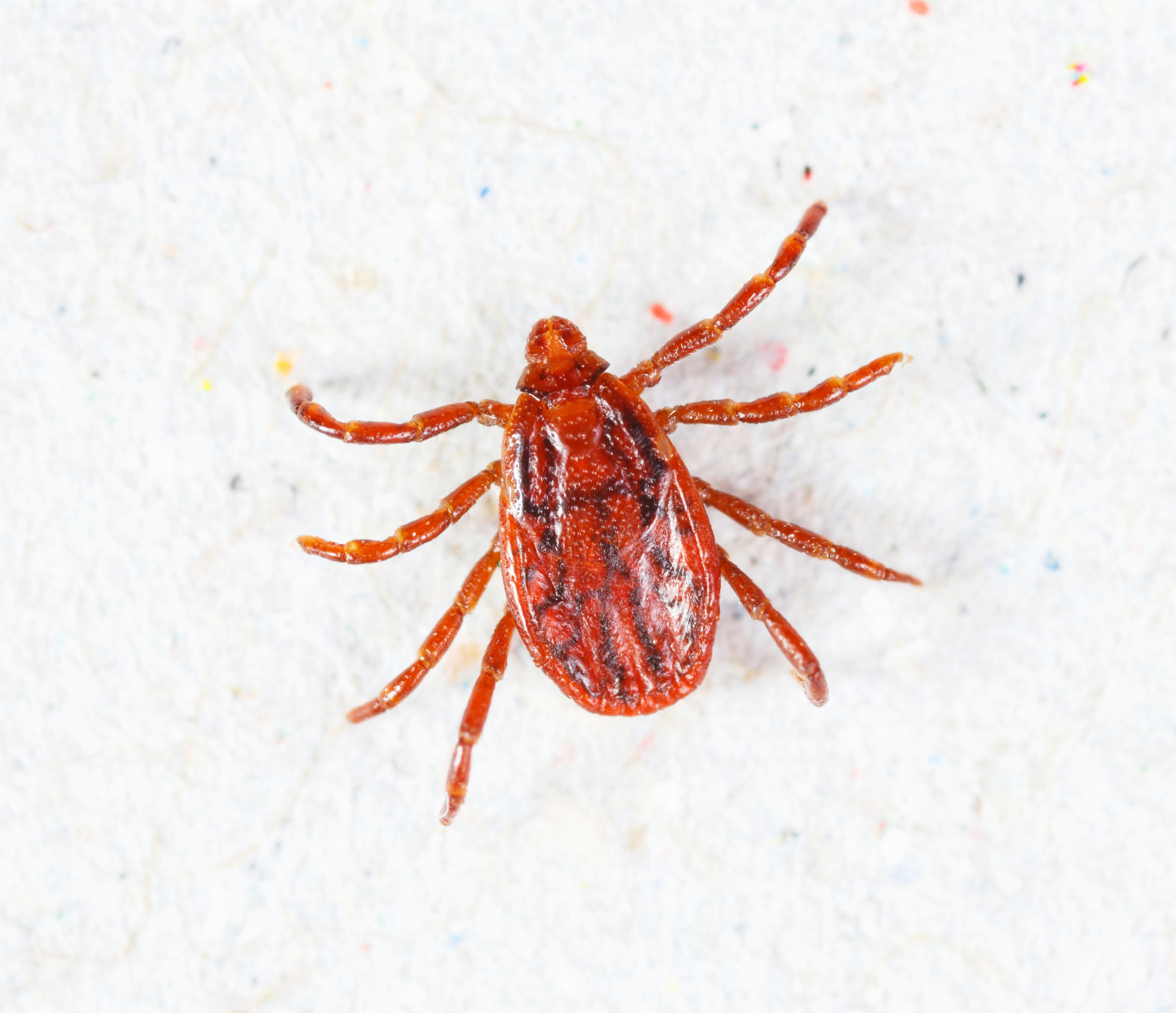 brown dog tick