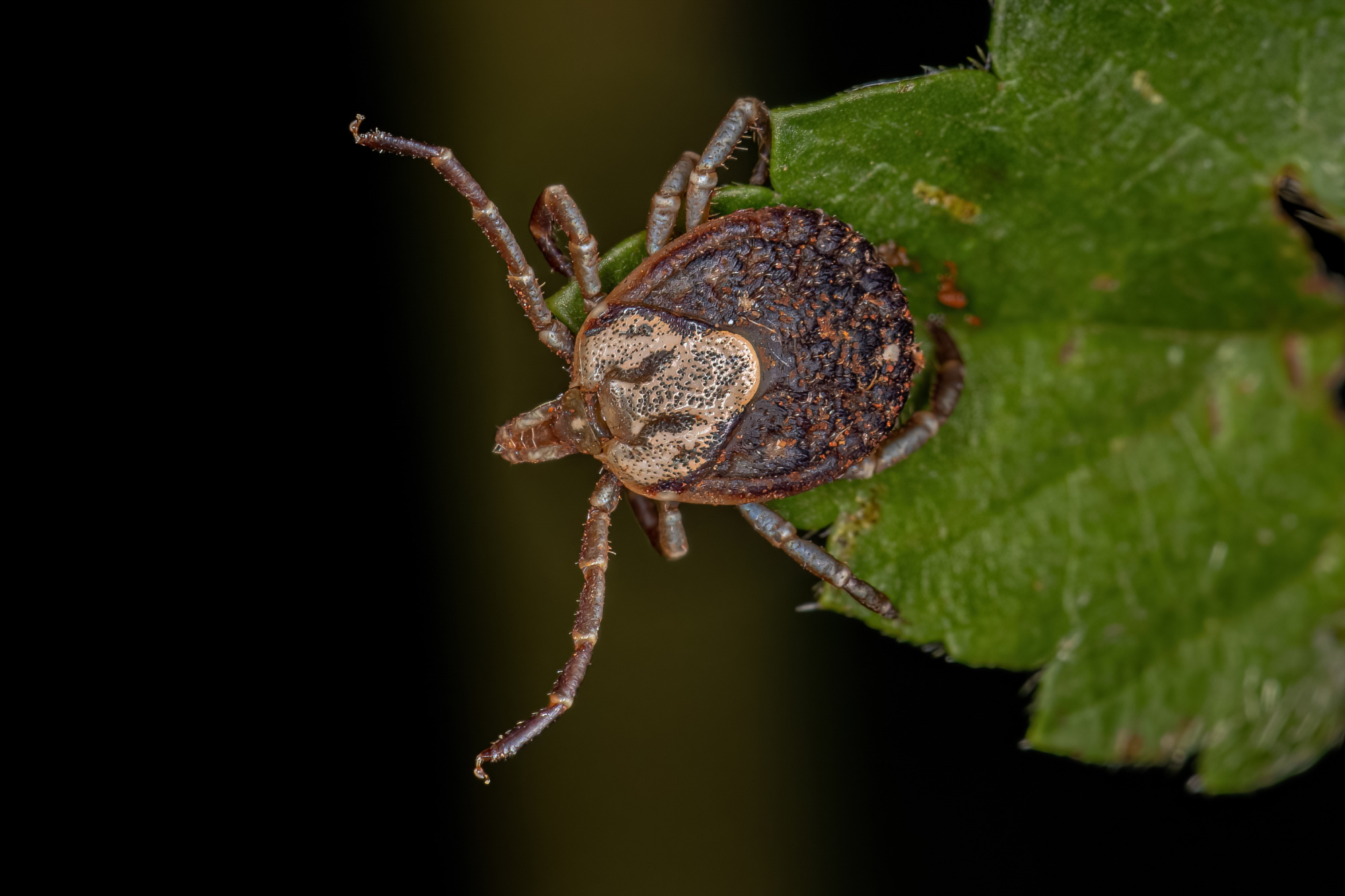 cayenne tick