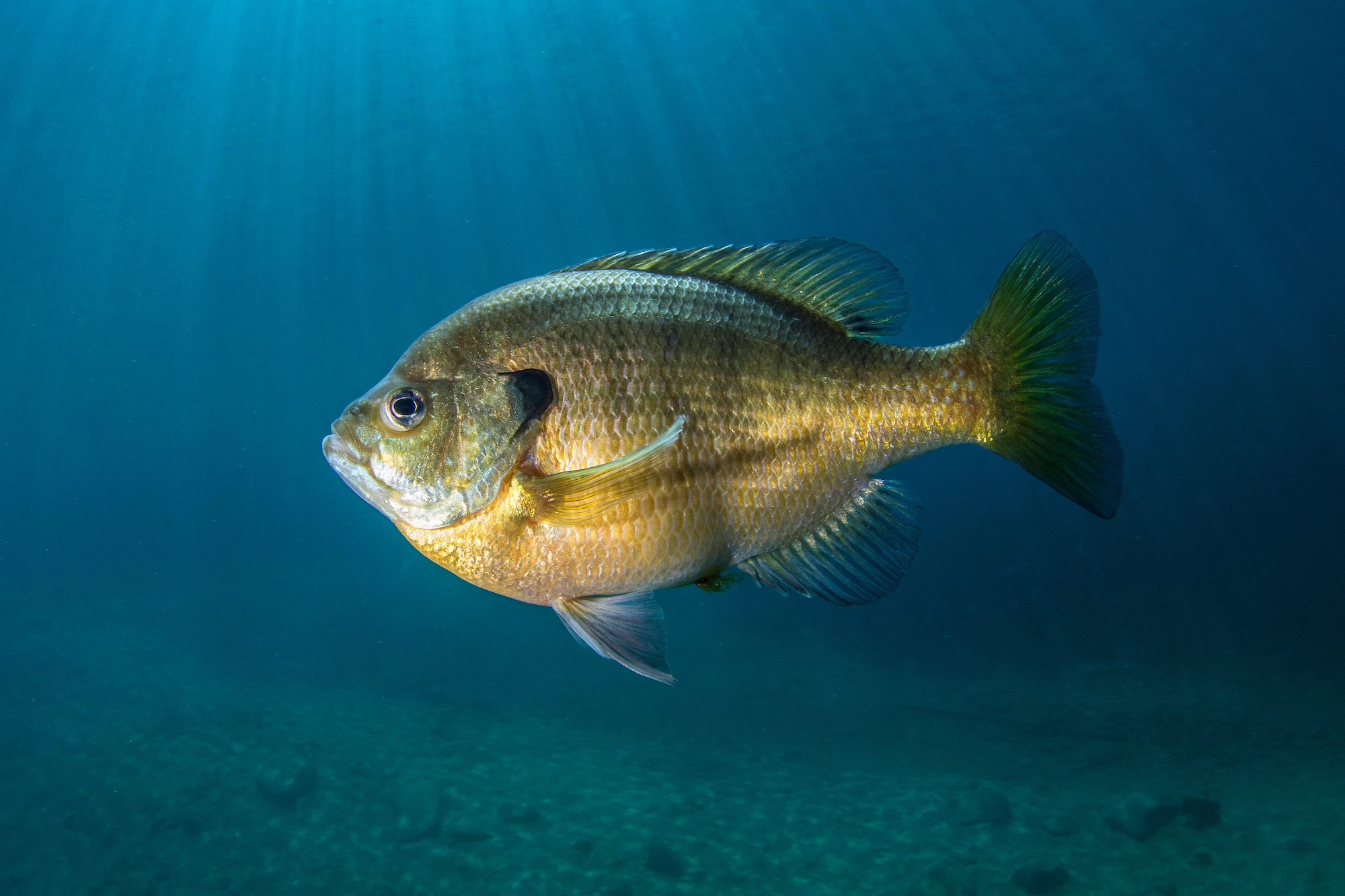 Redbreast Sunfish - Georgia Aquarium