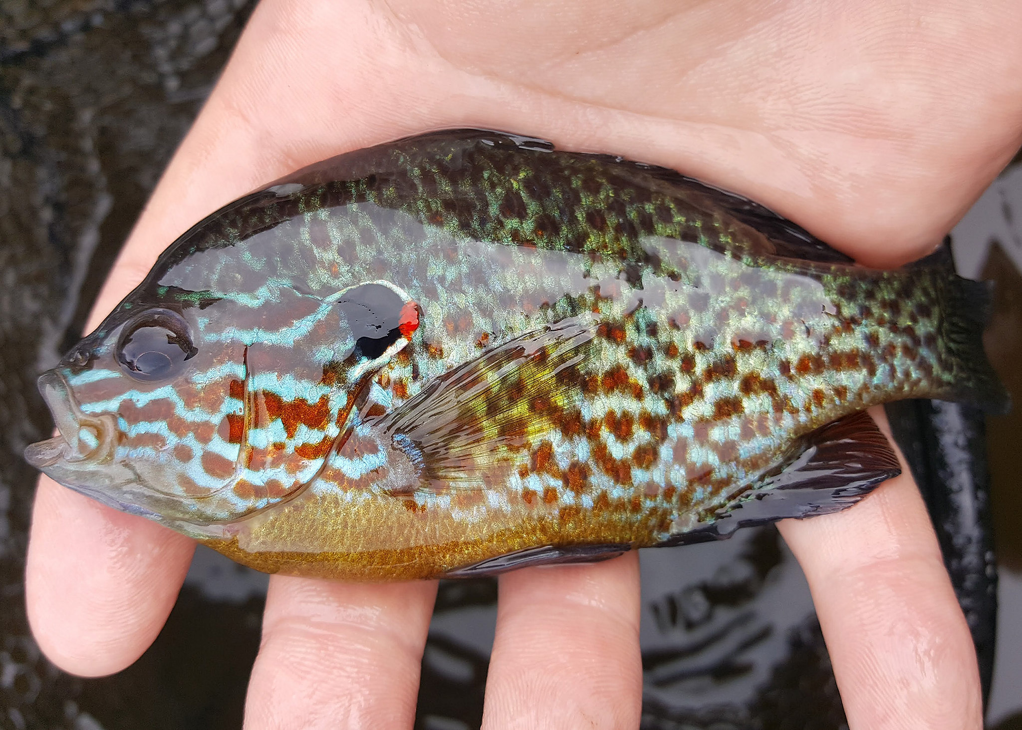 Sunfish vs Bluegill Identification Guide | Outdoor Life