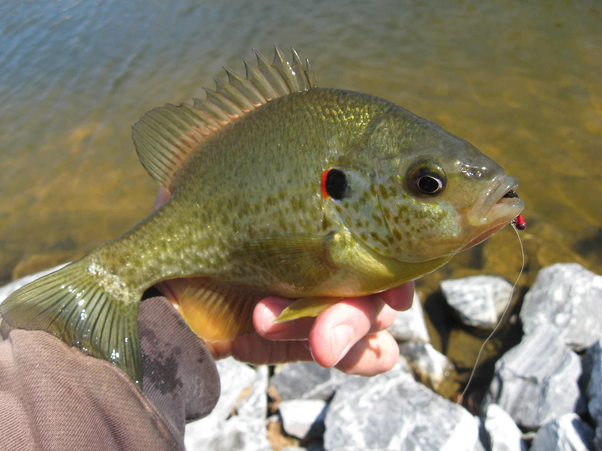 Sunfish vs Bluegill Identification Guide | Outdoor Life