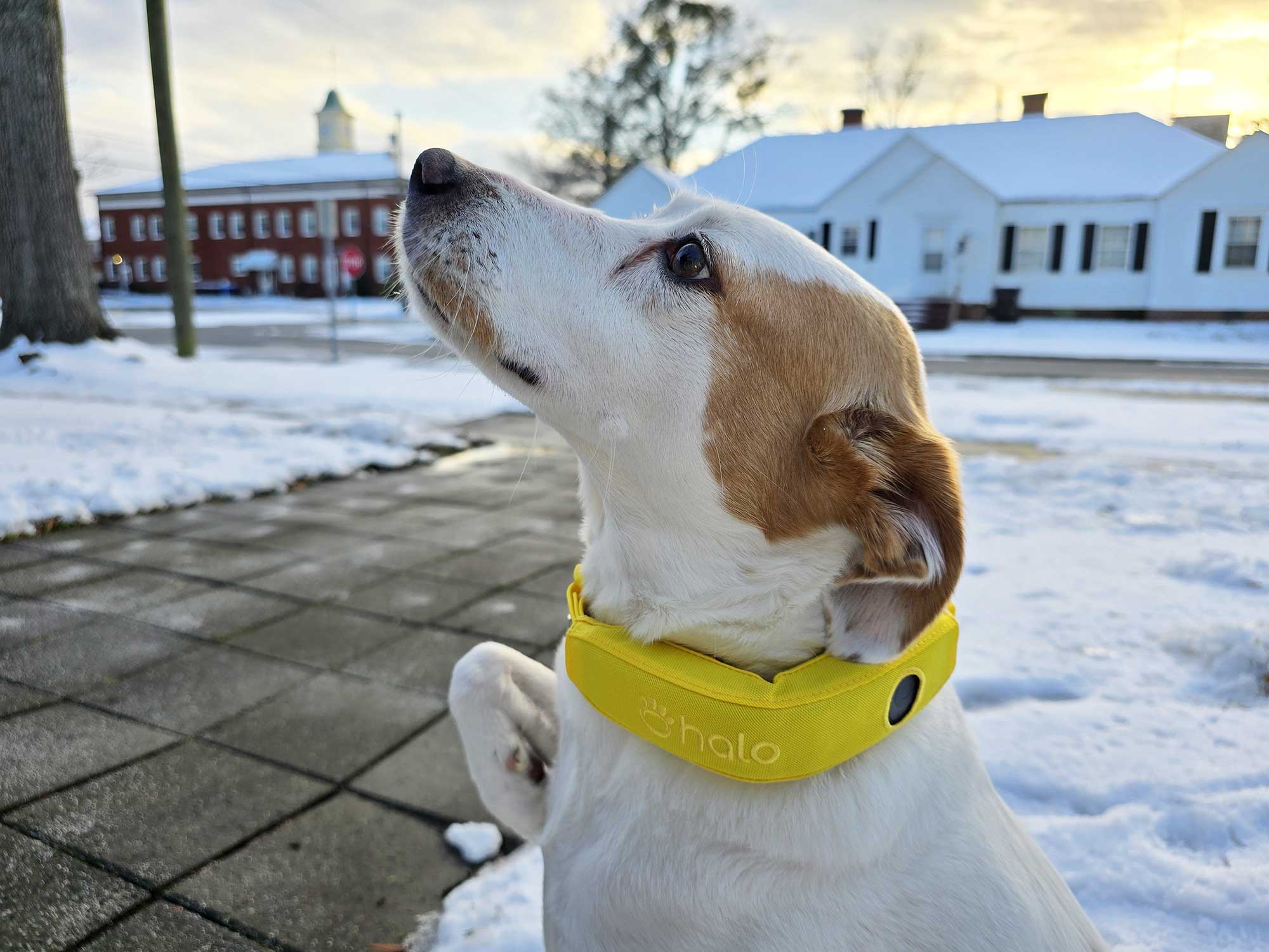 halo collar