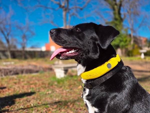 A black and white dog poses with a yellow Halo invisible fence collar.