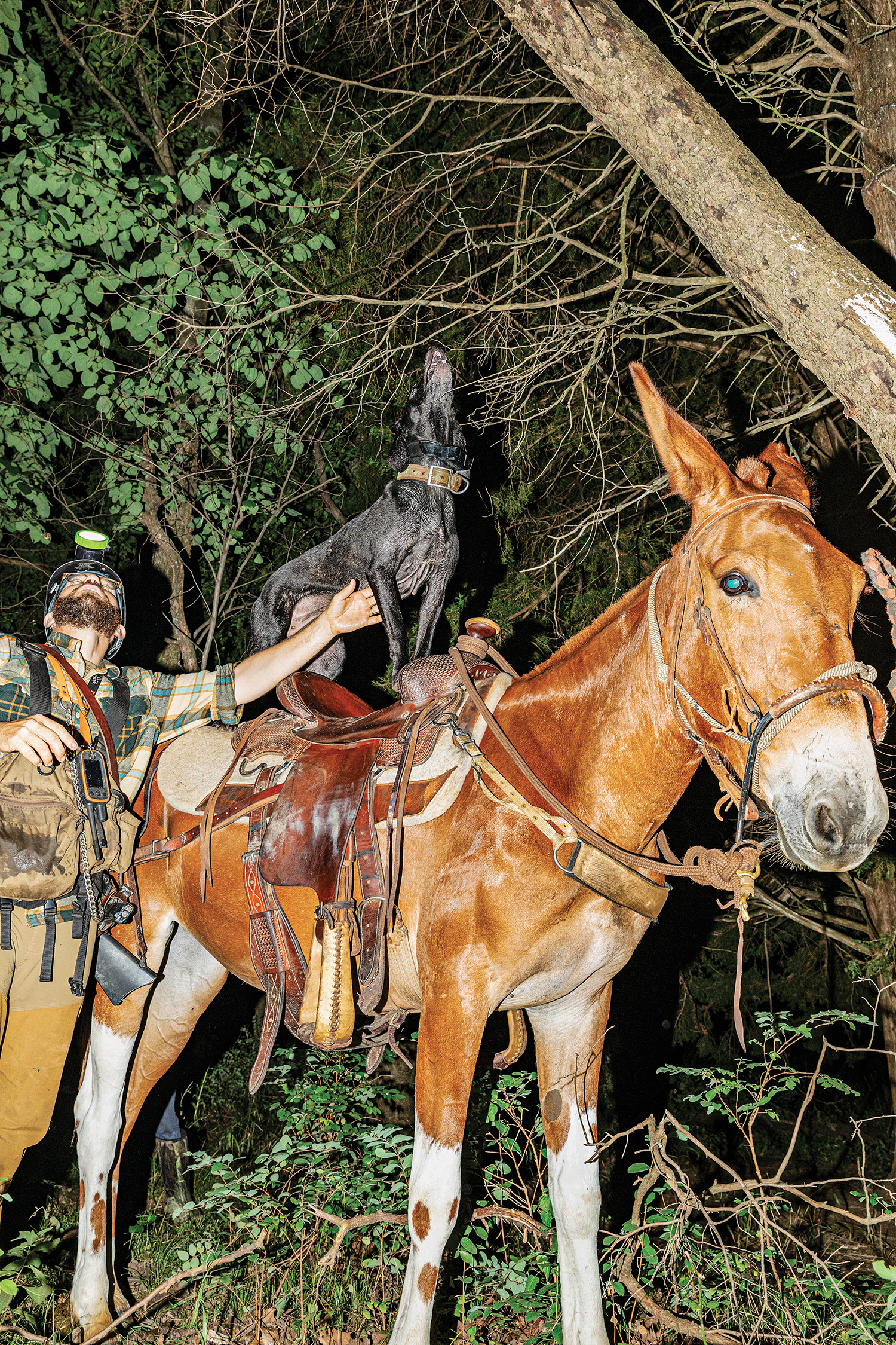 mule stands calmly while a hunter steadies the barking dog on the mule's back