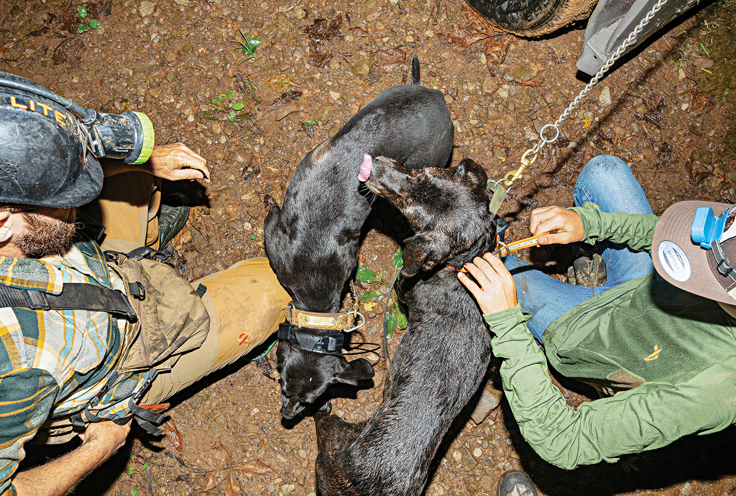 two men with headlamps gather two dogs at the end of a hunt