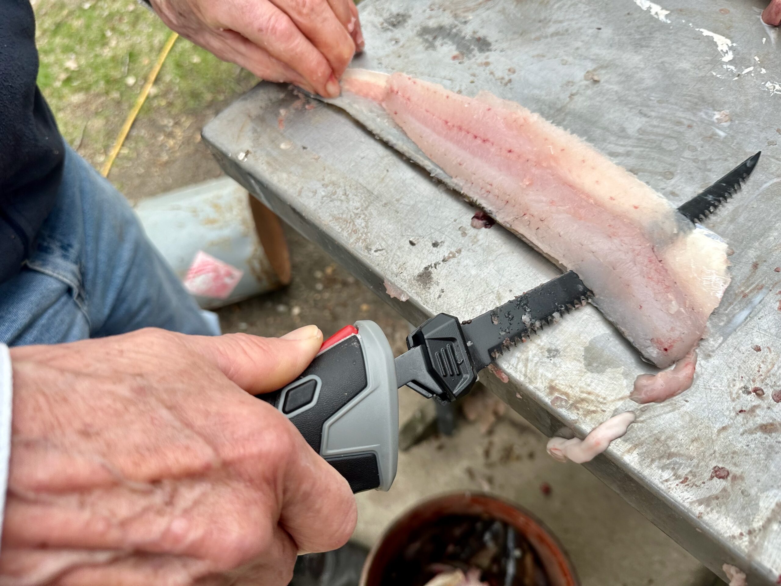 Rapala R12 filleting a walleye