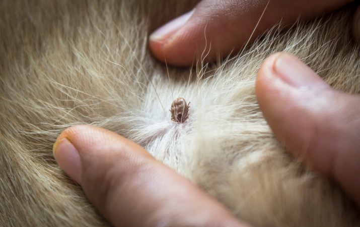 A tick embedded in a dog's skin. Here's how to remove a tick from a dog.