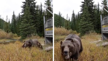 Watch: Bear and Wolf Attack Two Moose at the Same Time | Outdoor Life