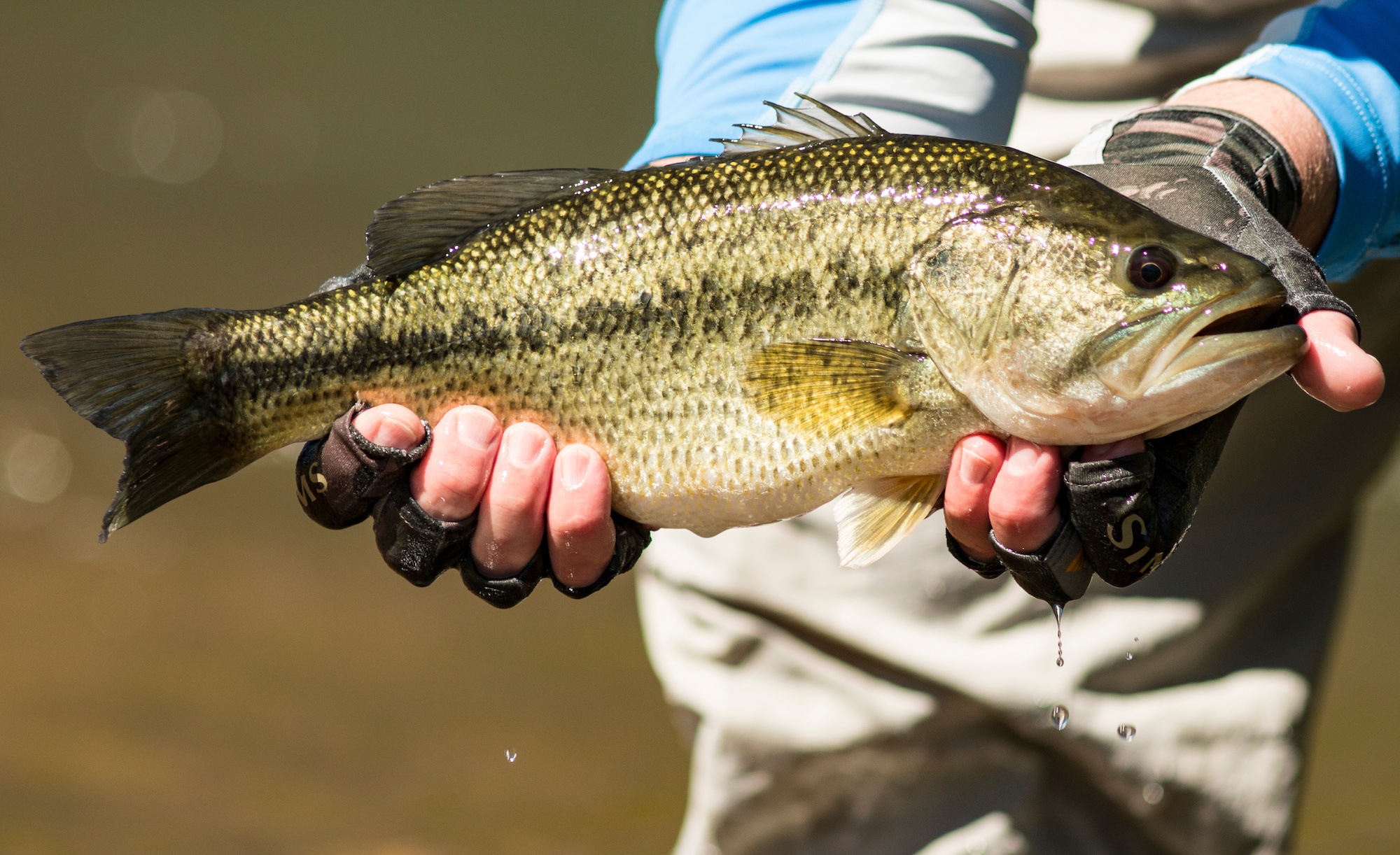 The Different Types of Bass: Largemouth Bass vs. Smallmouth Bass and  Everything in Between