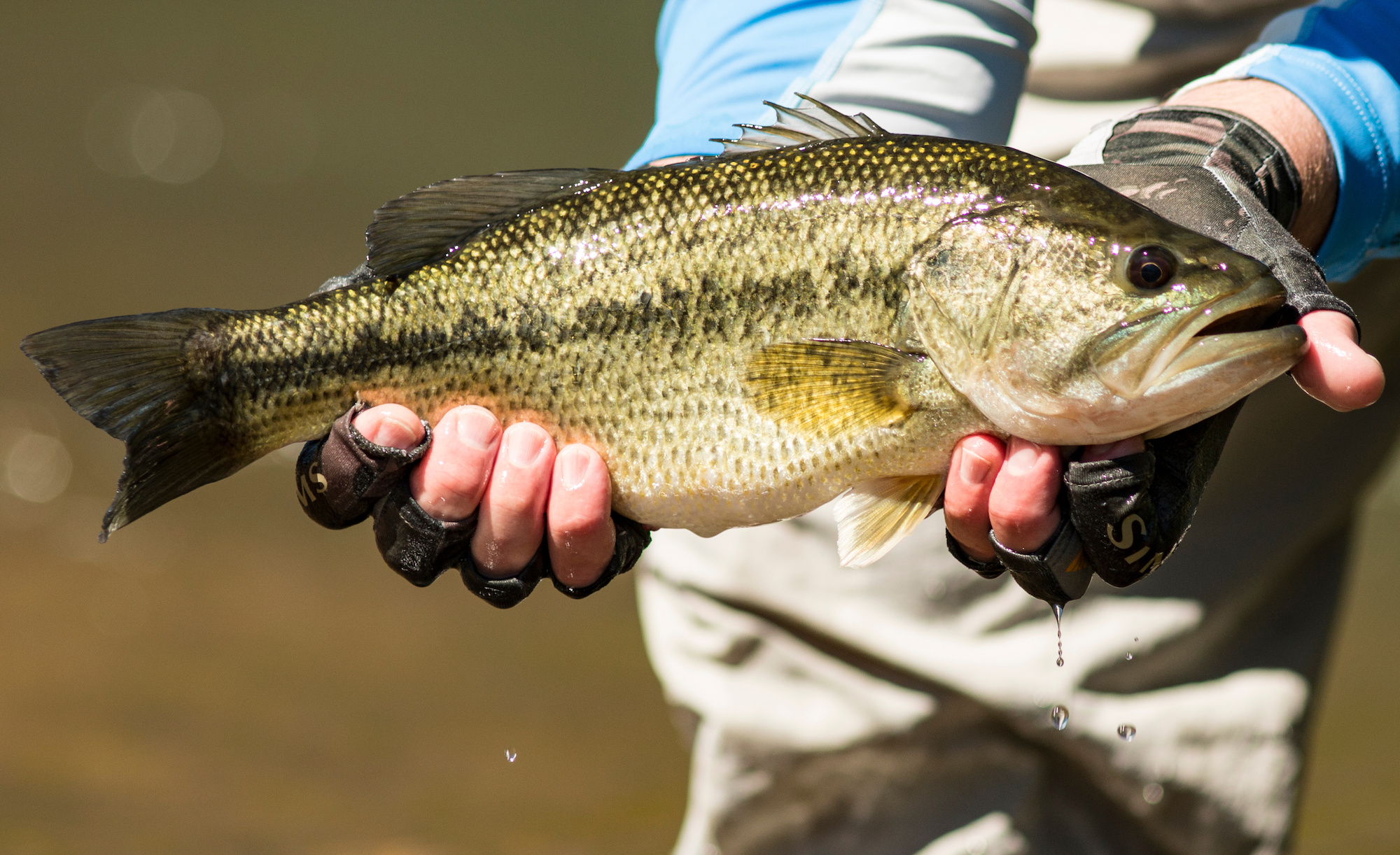 Largemouth Bass vs Smallmouth | Outdoor Life