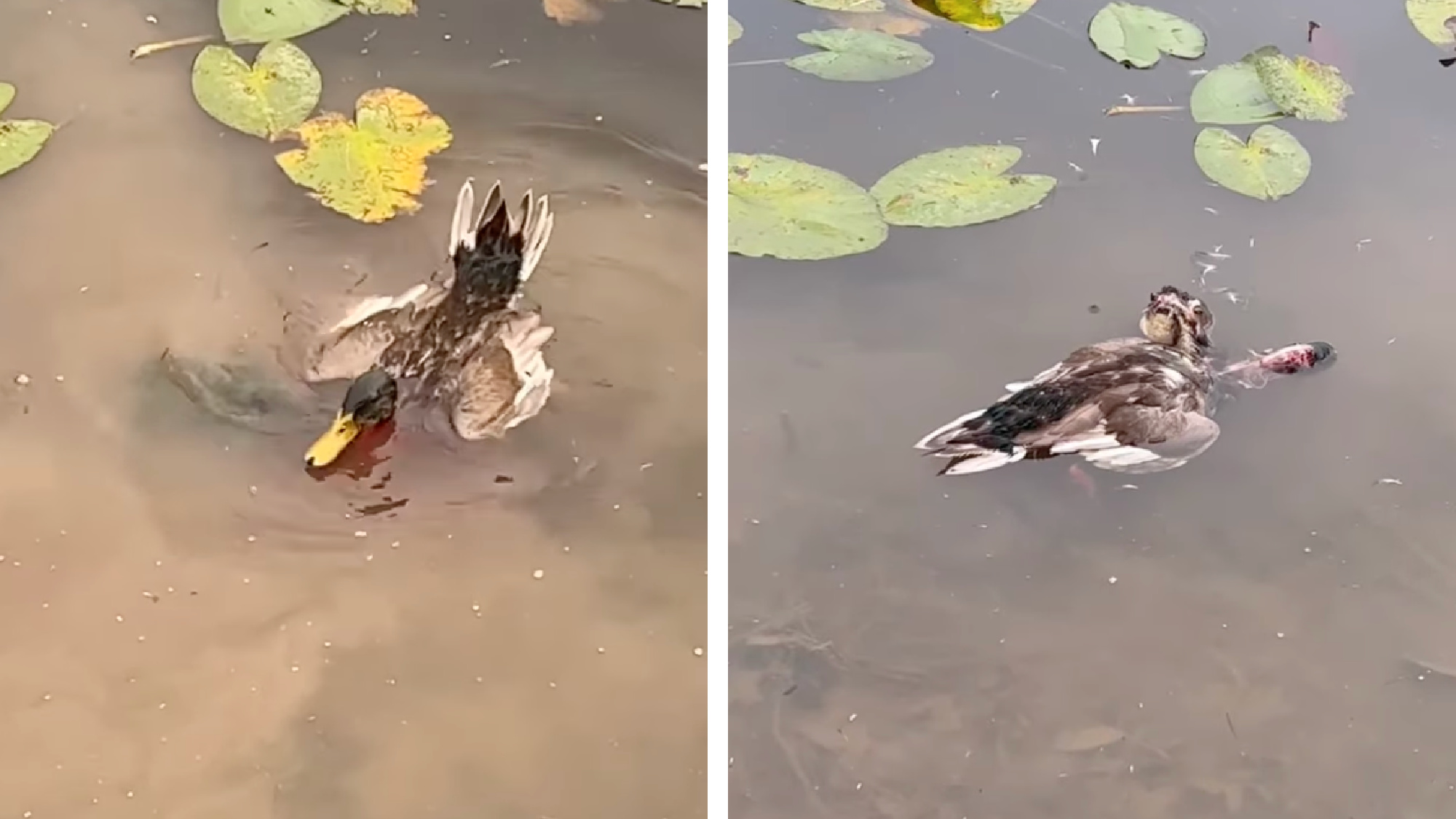 snapping turtle mauls mallard