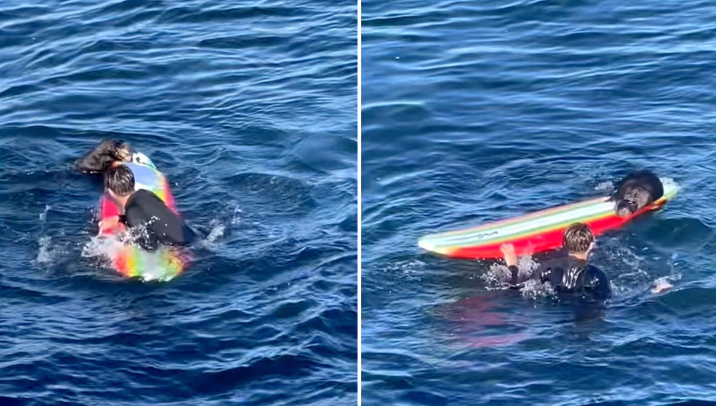 Watch: Sea Otter Attacks Surfboard, Then Steals It | Outdoor Life