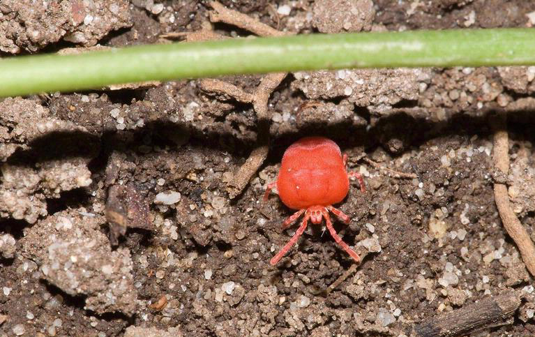 An adult chigger in dirt.