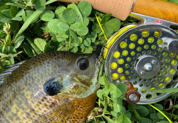 Fly Fishing for Bluegills | Outdoor Life