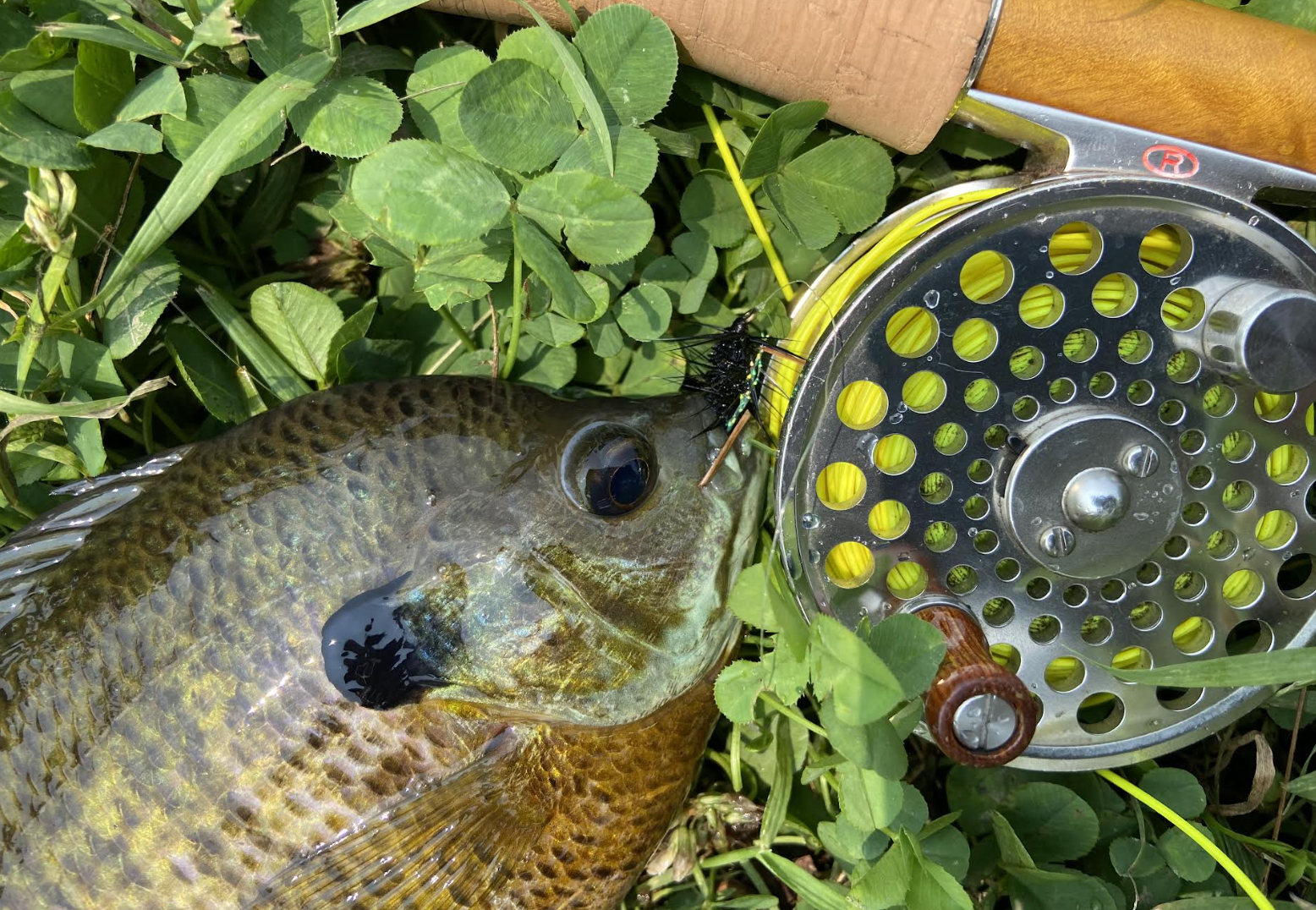 fly fishing for bluegills