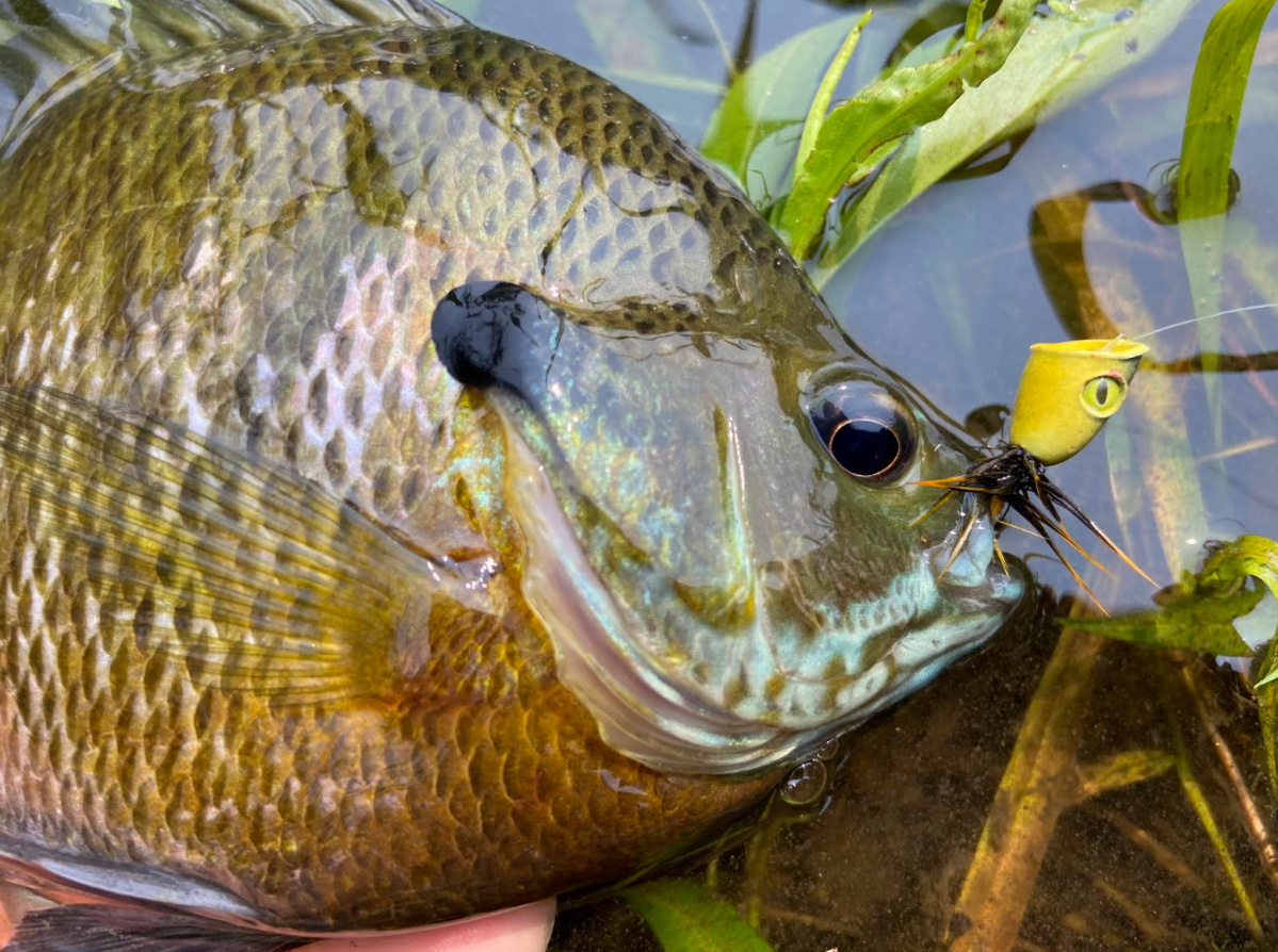 Fly Fishing for Bluegills | Outdoor Life