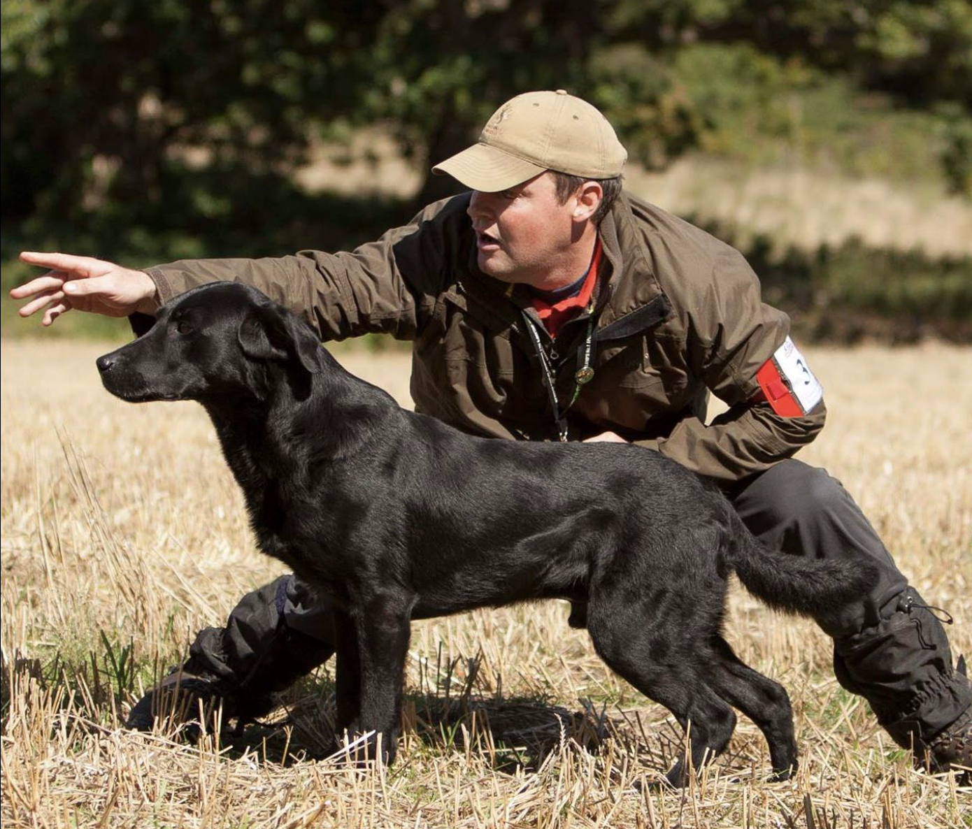 A field trial judge works with a British Lab.