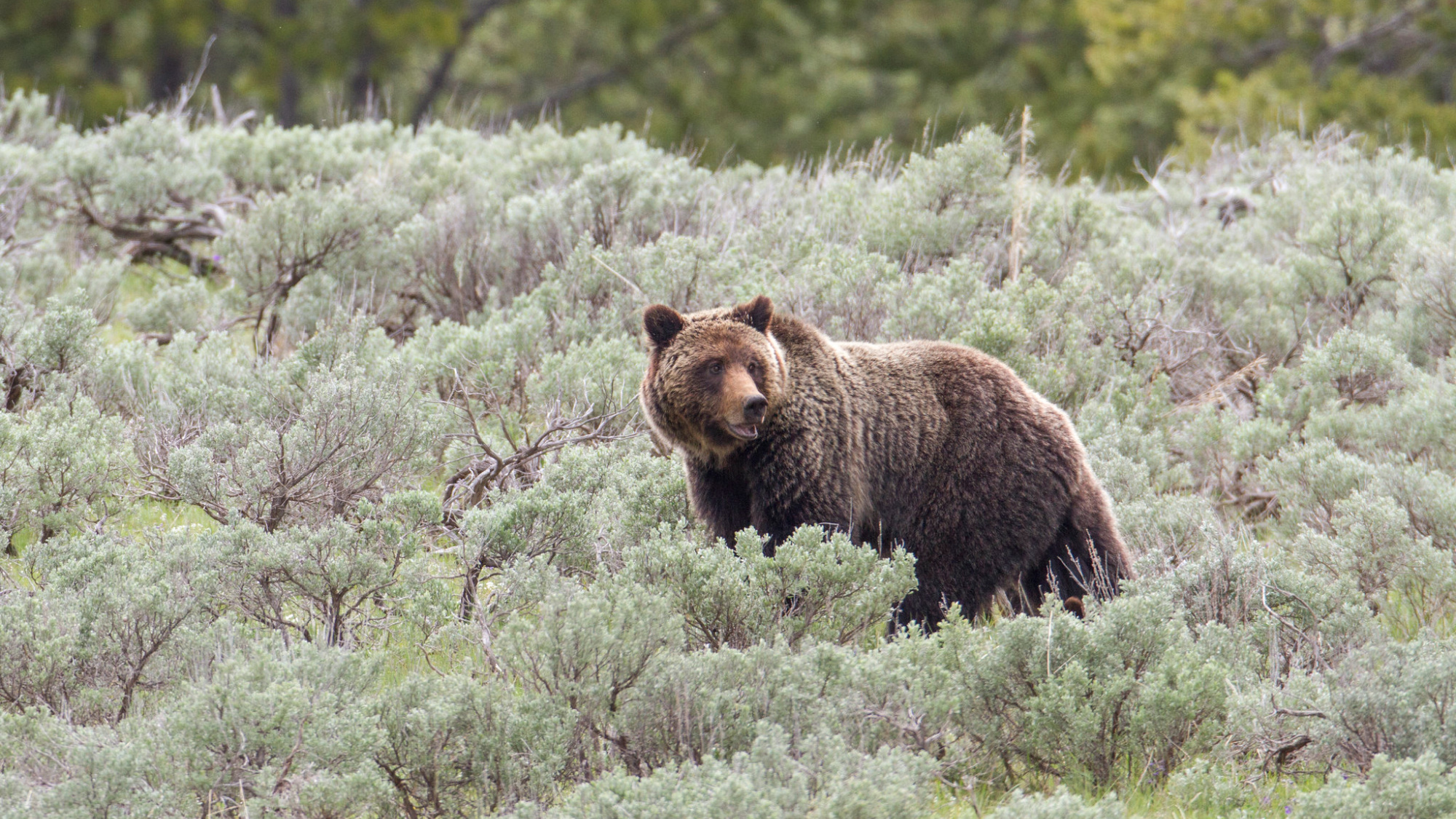 Woman Found Dead In Apparent Grizzly Attack Outside Yellowstone ...