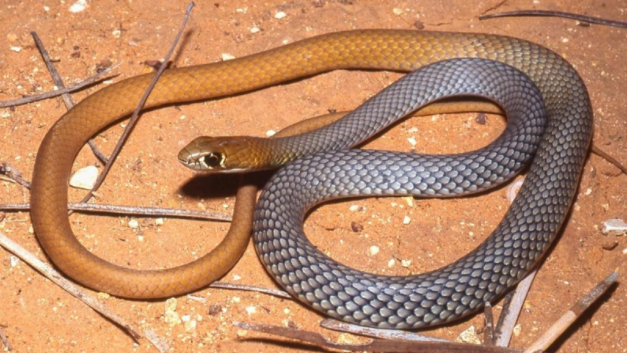 The Snake game. The playing field is colored black and bordered with