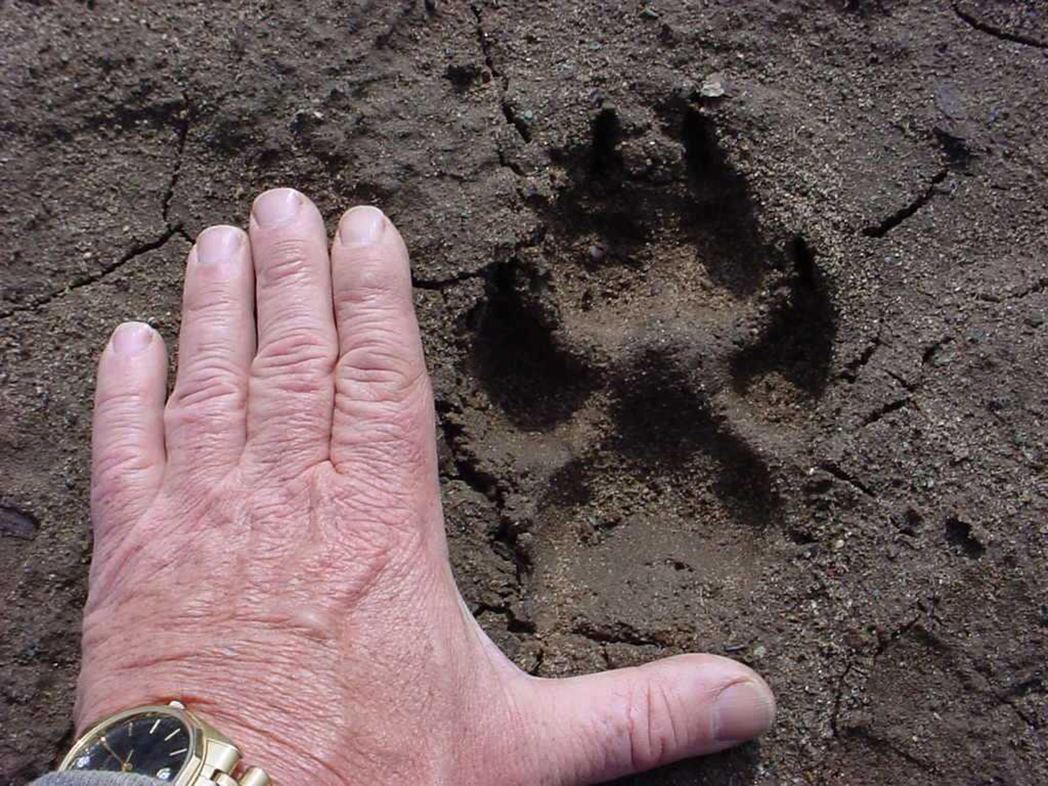 wolf track