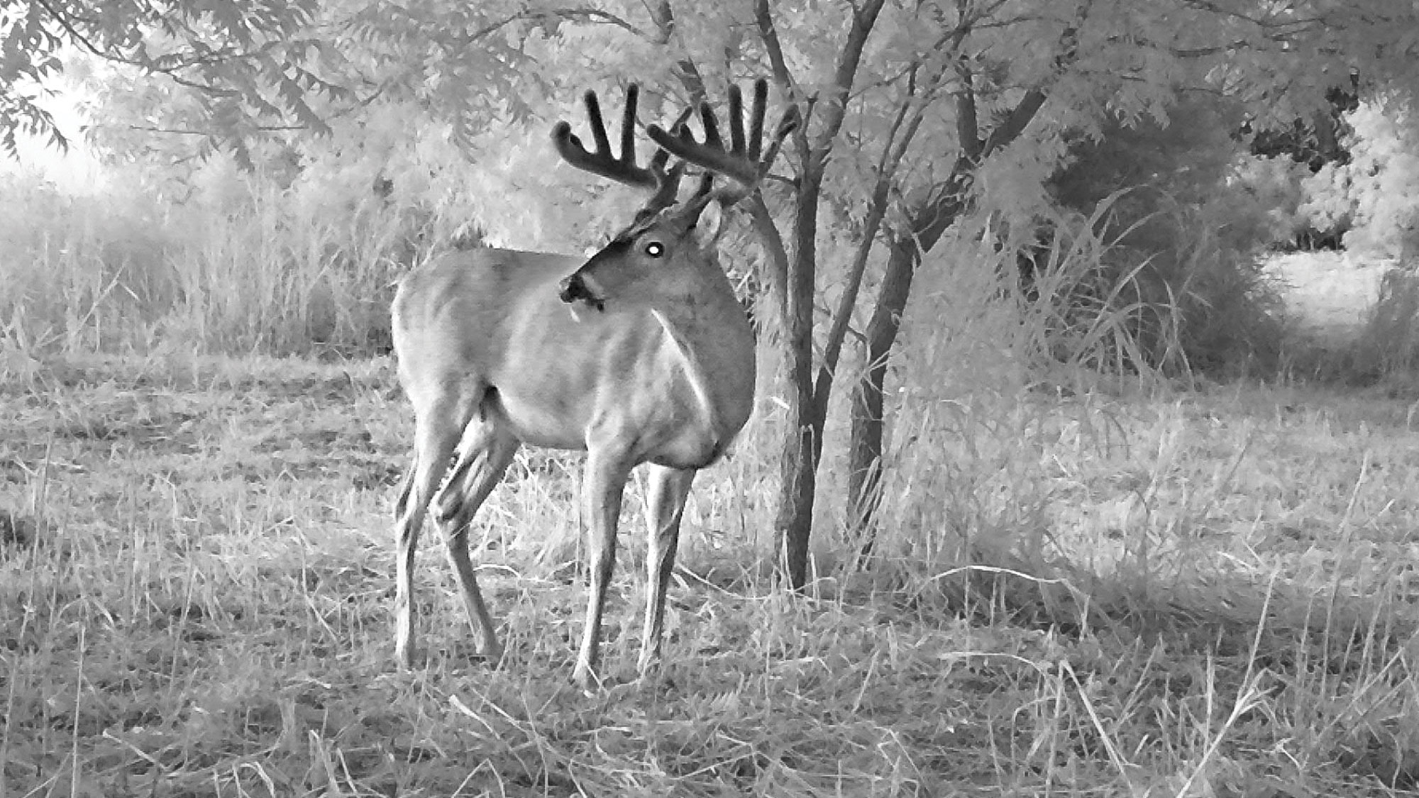 black and white image of deer in velvet in grassy, woodsy area