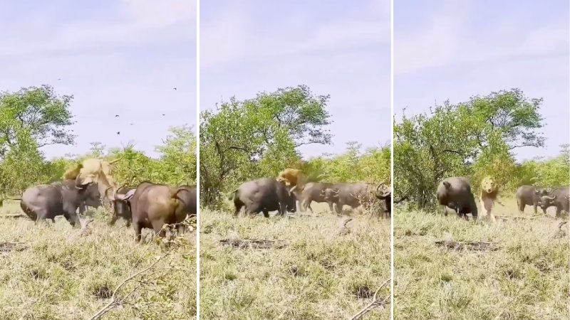 cape buffalo flips adult male lion