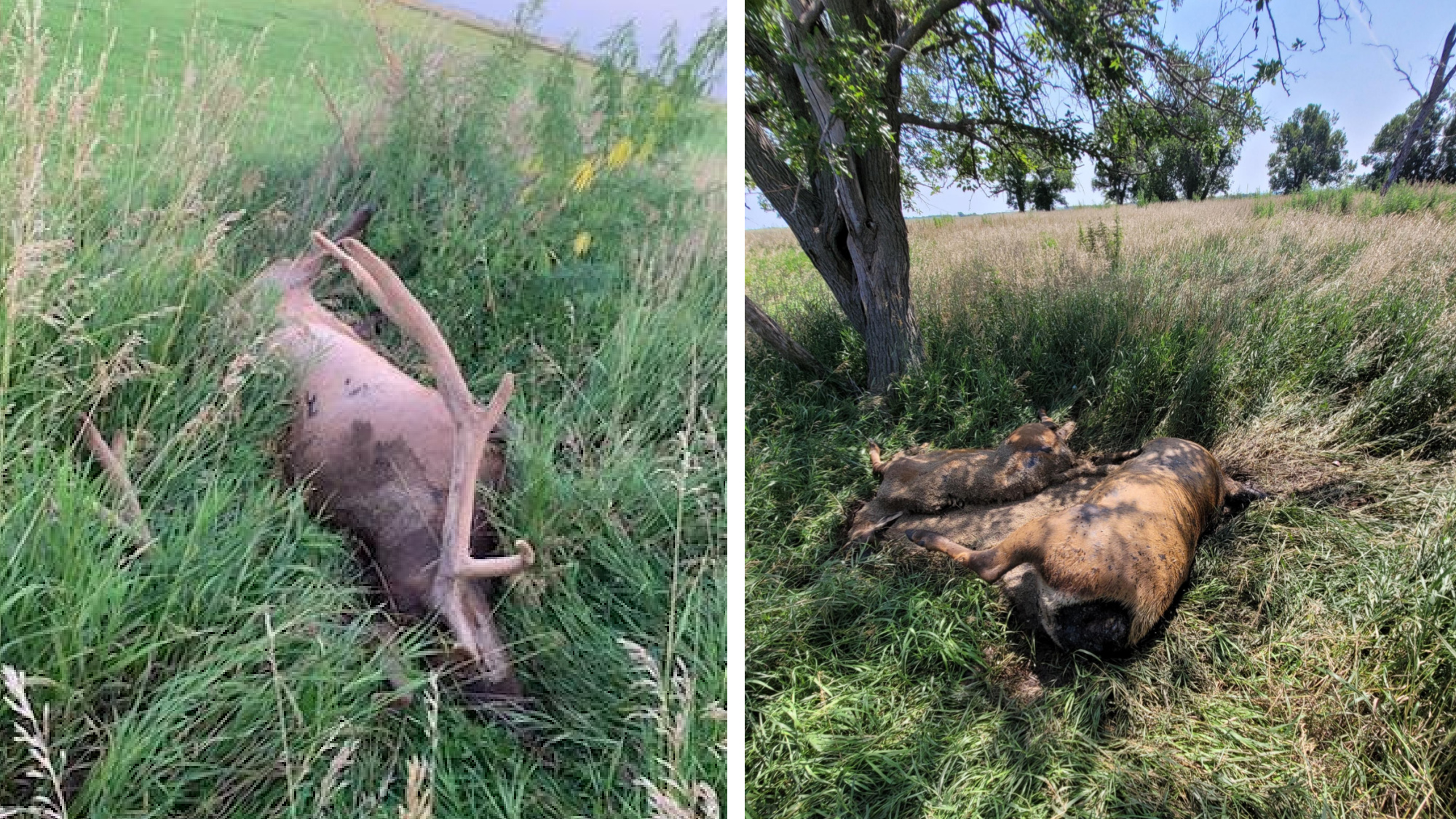 6 Elk Poached and Left to Rot in Nebraska | Outdoor Life