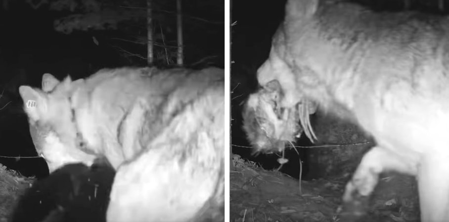 A wolf attacks a beaver in Voyageurs National Park.