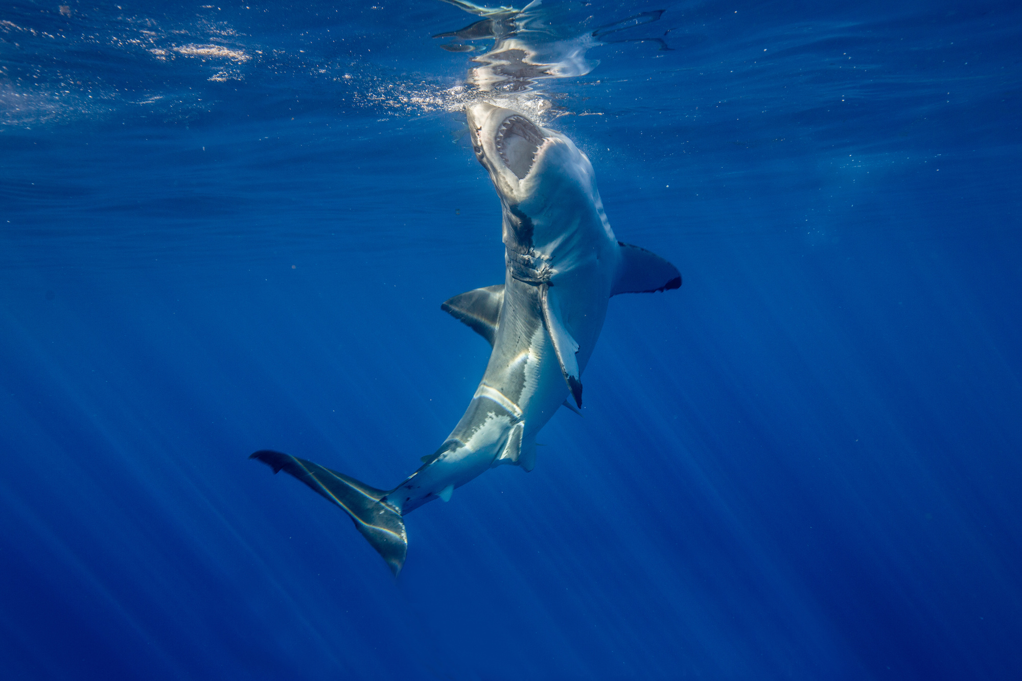 A Board Game A Day: Shark Attack!