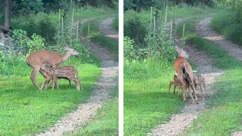 whitetail doe feeds triplets