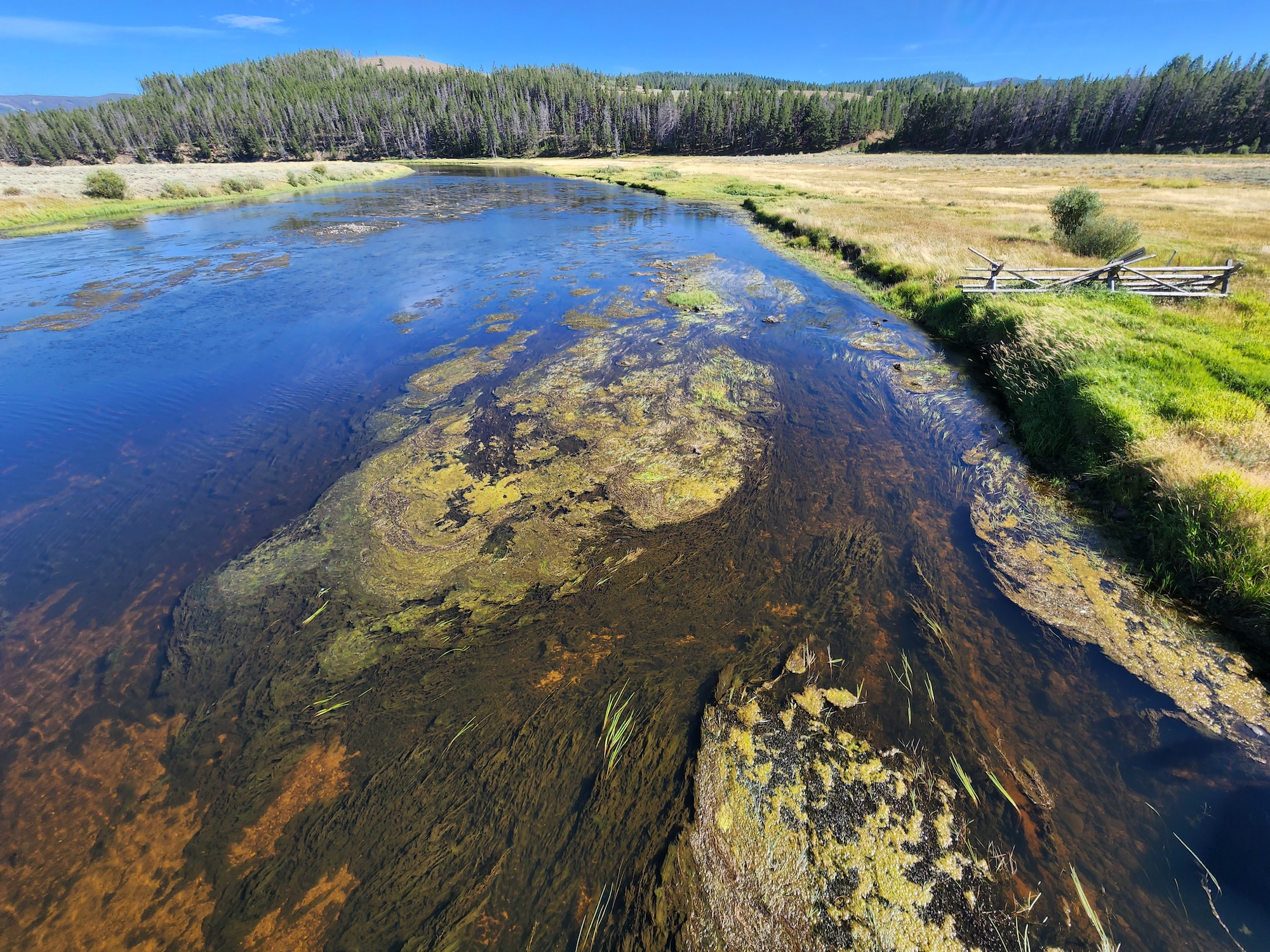 mt trout declines algal bloom big hole