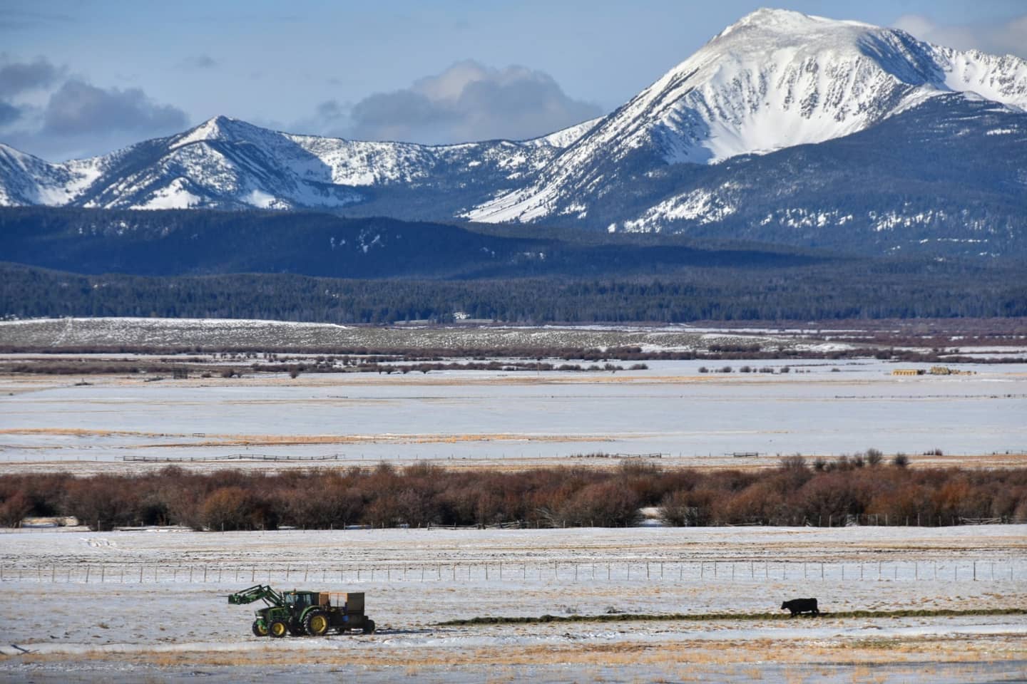 mt trout declines