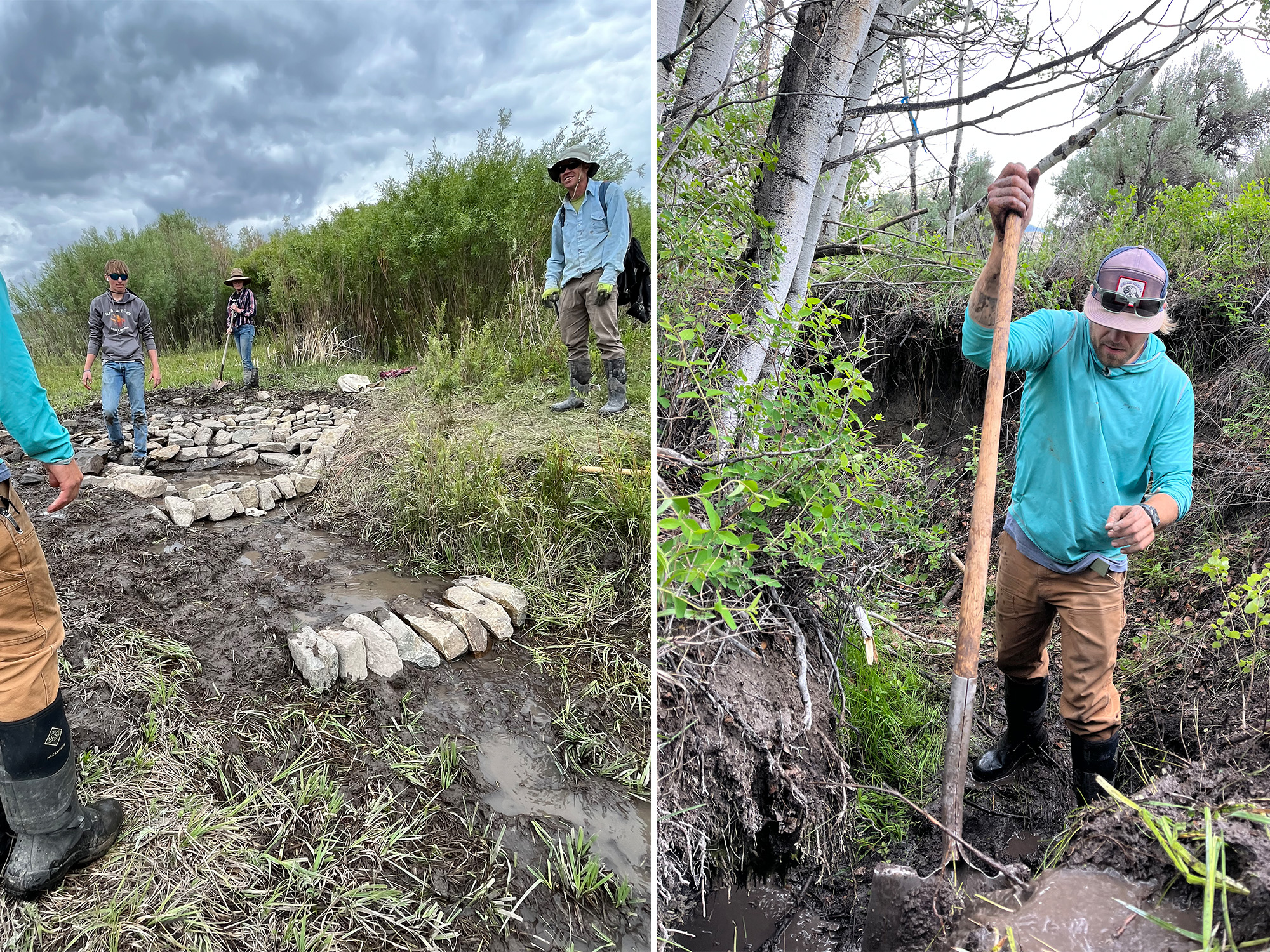 mt trout declines river restoration work