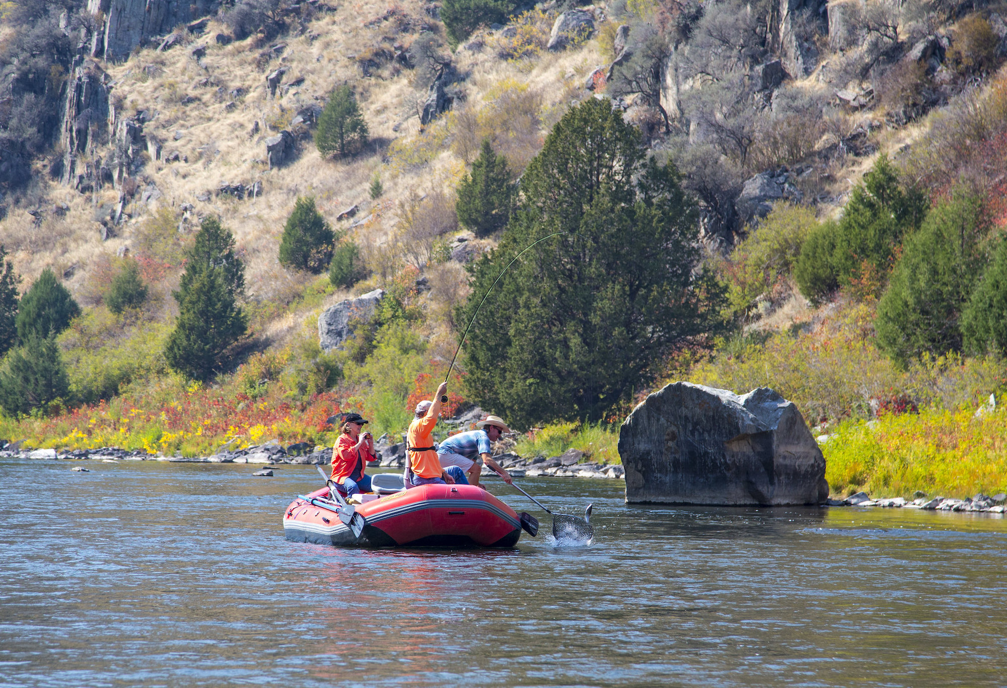 trout declines madison river anglers