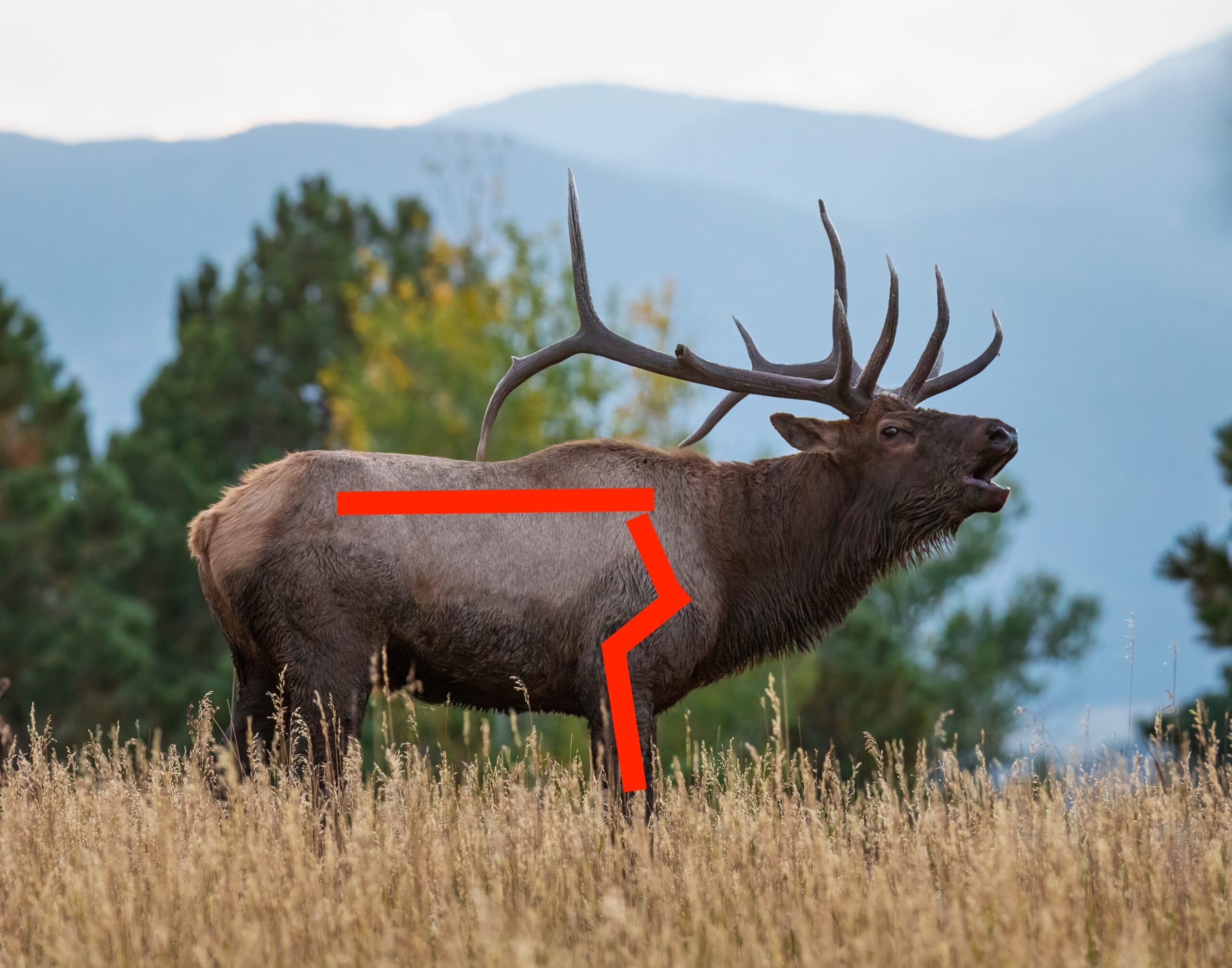 Where to Shoot an Elk With a Bow • Air Gun Maniac