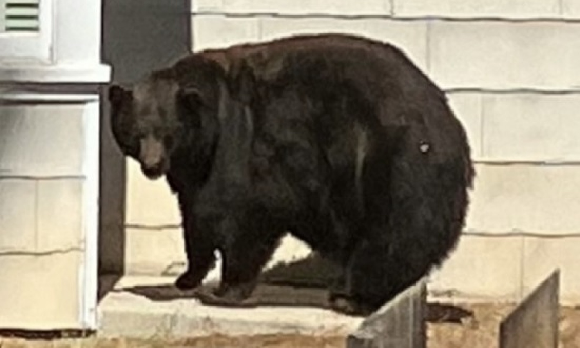 hank the tank black bear