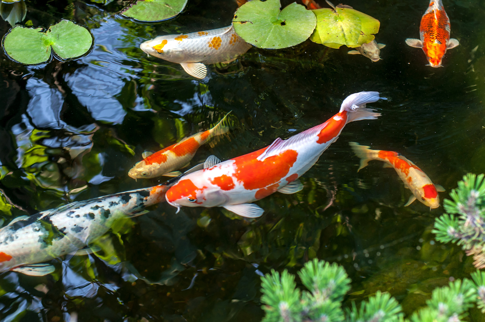 can you eat carp, koi pond