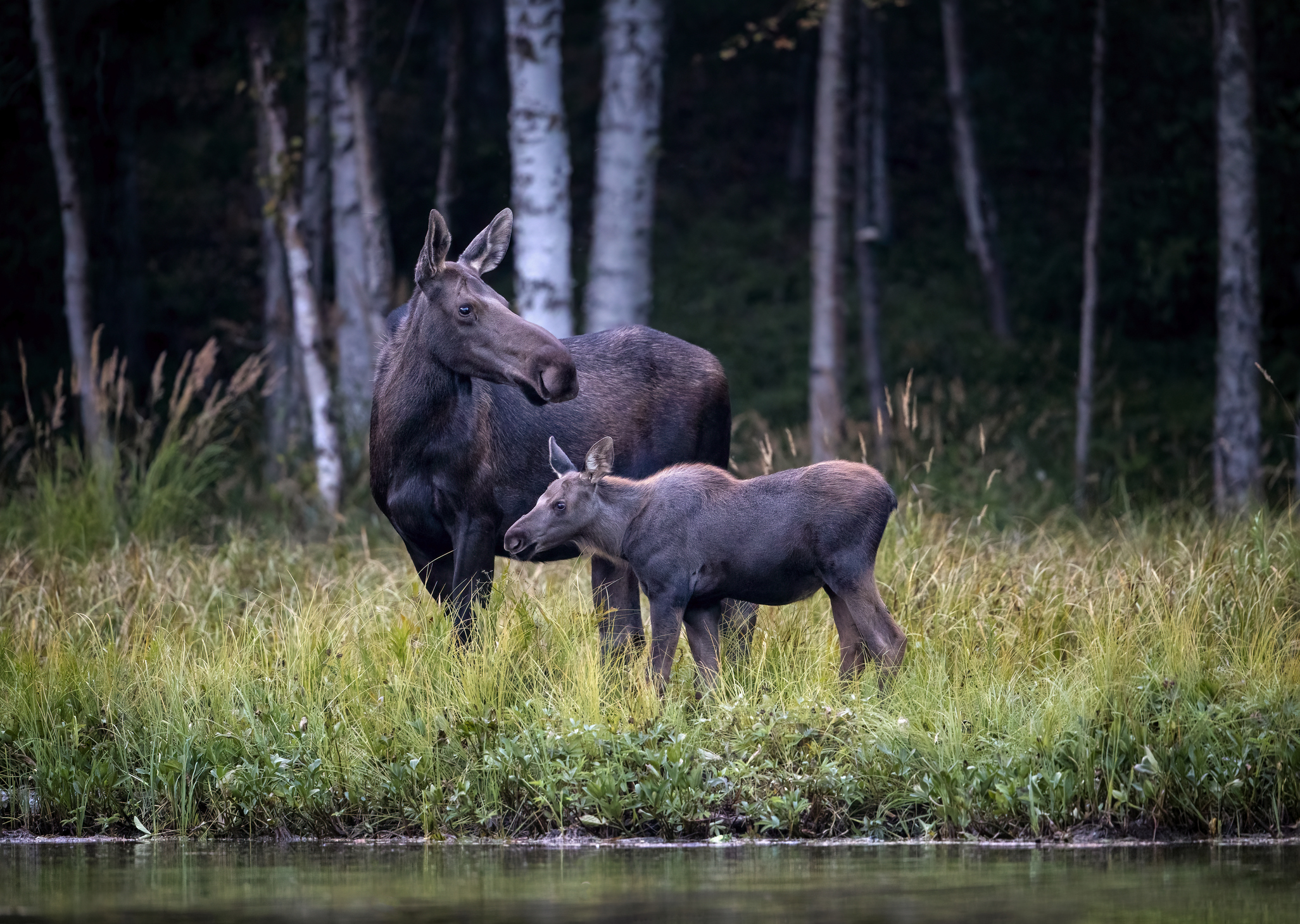 how big is a moose