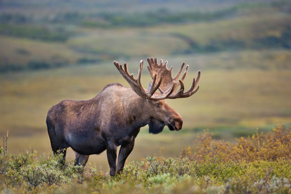 How Big Is a Moose? | Outdoor Life