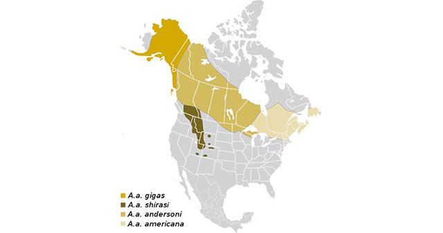 moose range